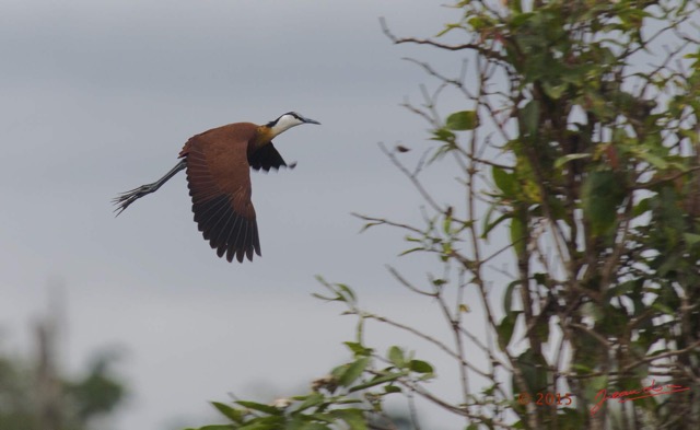 115 LOANGO 2 Akaka Riviere Rembo Ngove Nord Retour Oiseau Aves Jacana a Poitrine Doree Actophilornis africana en Vol 15E5K3IMG_107829awtmk.jpg